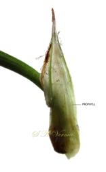  Prophyll at base of ray (Pr. Br.)